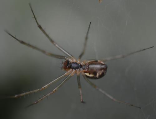 Réf. 191 011 : Linyphia triangularis